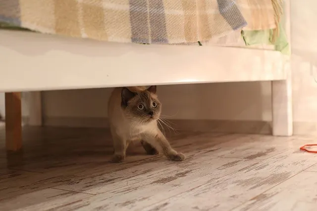 Why Does My Cat Run Away From Me? 10 Vet-Reviewed Reasons & How to Stop It