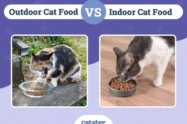Indoor vs. Outdoor Cat Food: Vet-Reviewed Nutritional Differences