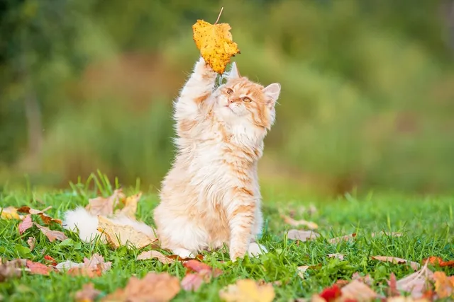 Cats in Fall: Pictures, Behaviors & FAQ About Autumn Kitties
