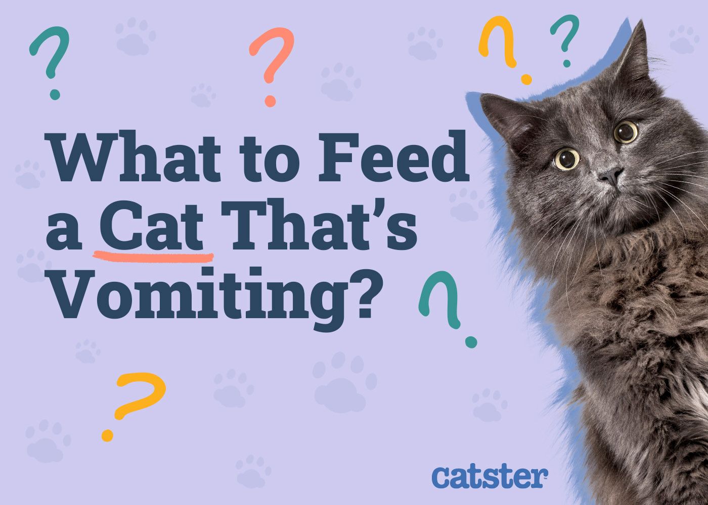 What to Feed a Cat That's Vomiting