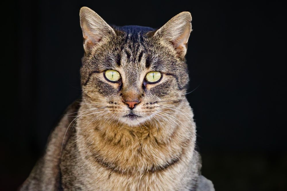 Close-up of a brown tabby American Wirehair cat with yellow-green eyes, facing the camera against a dark background
