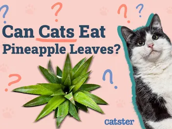 Can Cats Eat Pineapple Leaves? Vet Reviewed Dangers & Advice