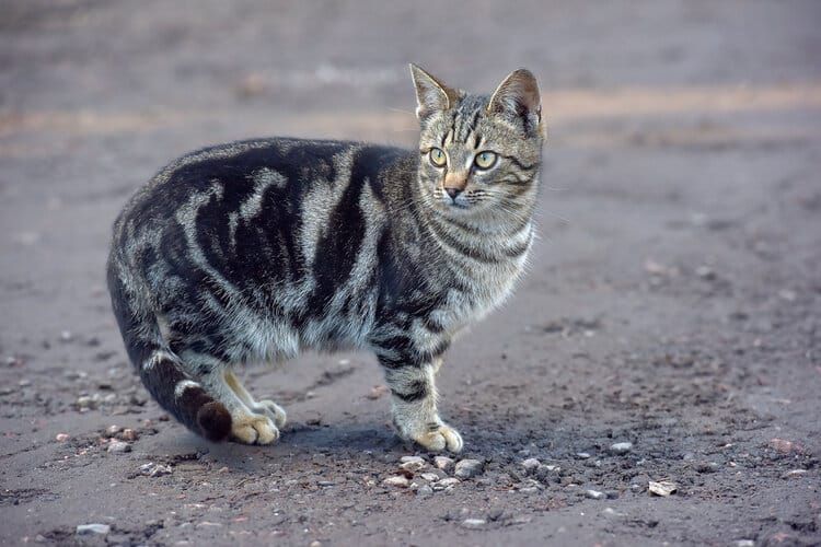 8 Fascinating Facts About Black Tabby Cats (With Pictures)
