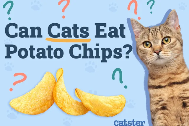 Can Cats Eat Potato Chips? Vet-Verified Nutrition & Health Advice