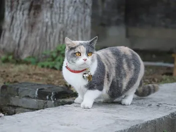 10 Vet-Verified Types of Cat Collars and Their Uses (With Pictures)