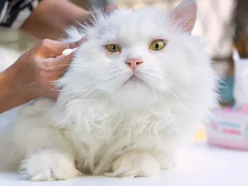 Ear Infections in Cats: Vet-Reviewed Causes, Signs & Care Tips