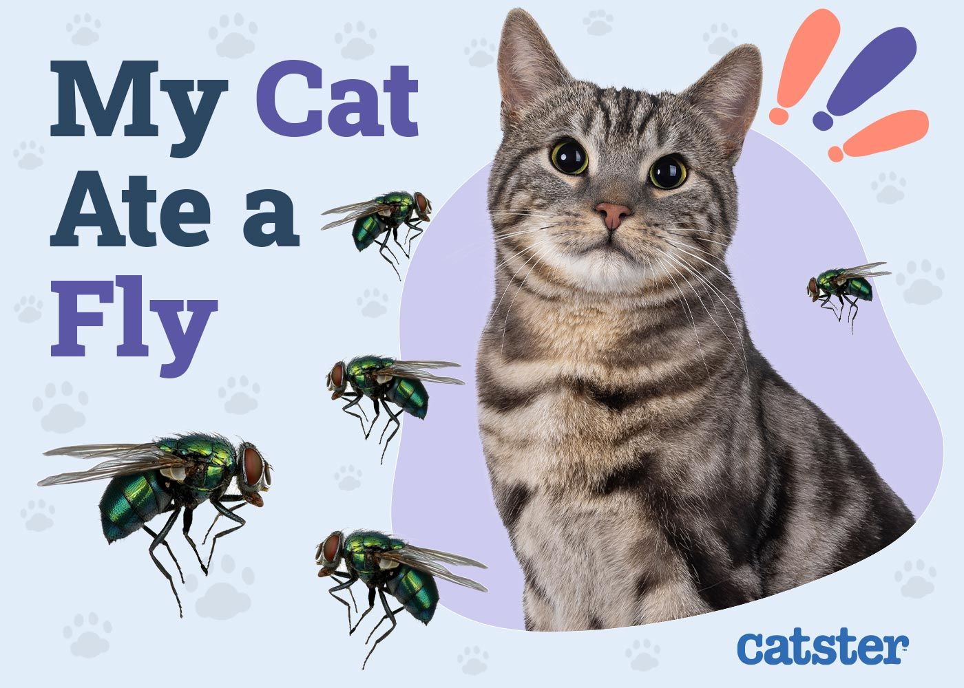My Cat Ate a Fly