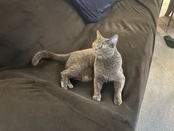 Do Cats Have a Sense of Humor: Olga’s Comedic Ways