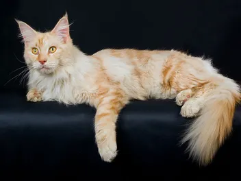 How Big Do Maine Coons Get? Average Size Chart & Vet-Reviewed Care Tips