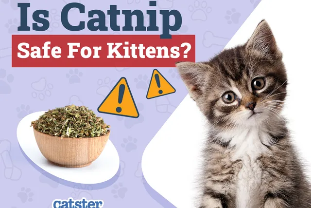 Is Catnip Safe for Kittens? Vet-Reviewed Facts & FAQ