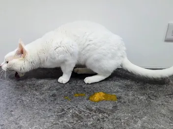 What's That Sound? The Melodious Tones of the Feline Upchuck