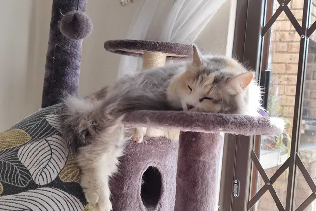 Moving with Cats: Ivy's Tips for Stress-Free Relocation