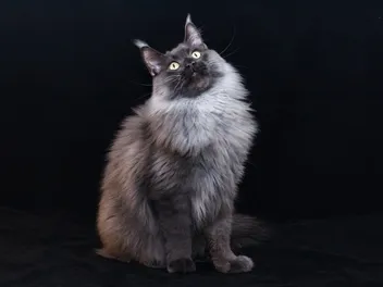 74 Funny & Inspirational Cat Quotes: Purrfect Words for Every Occasion