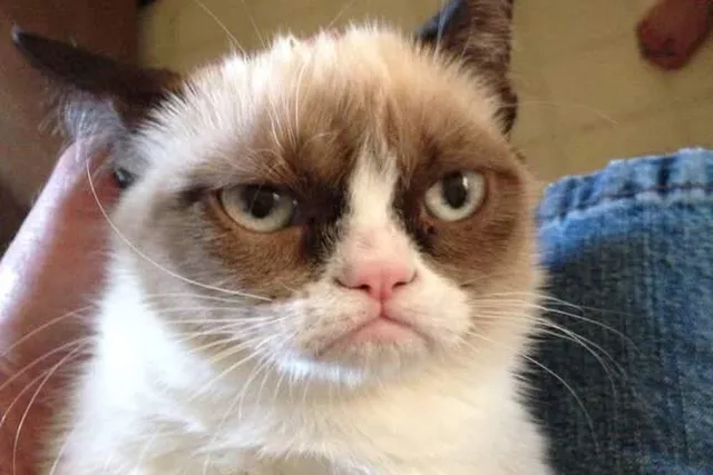 What Breed of Cat Was Grumpy Cat? Feline Celebrity Facts