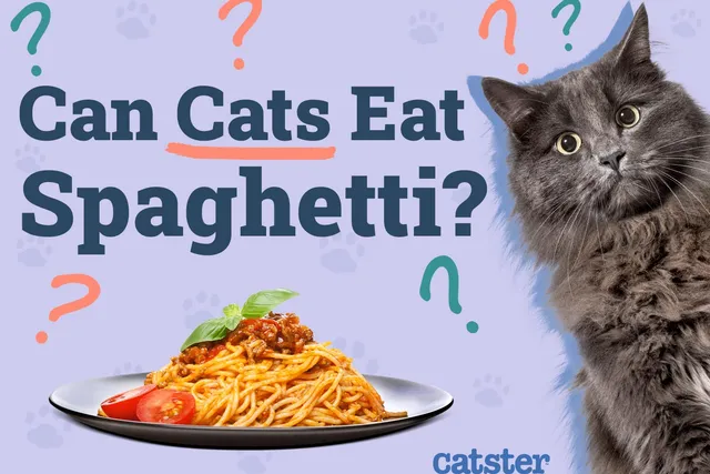Can Cats Eat Spaghetti? Vet Reviewed Facts To Know!