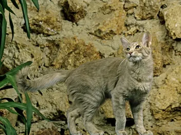 Oriental Longhair Cat Breed: Info, Pictures, Temperament & More
