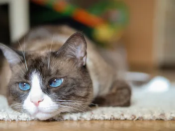 Snowshoe Siamese Cat Breed Info: Pictures, Temperament & Traits