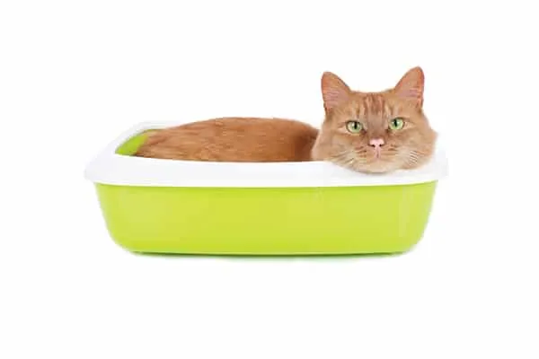 An orange tabby cat hangs out in a yellow litter box.