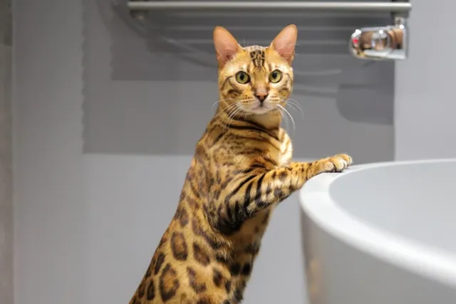 7 Things My Cat Does While I'm Taking a Shower