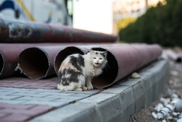 How Bad Is Hawaii’s Feral Cat Problem? The Facts