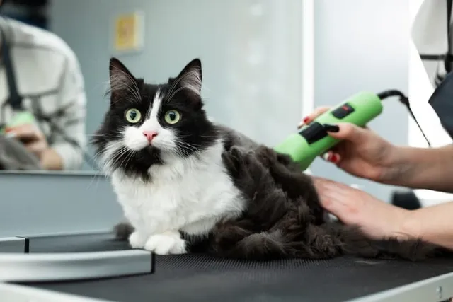 How to Shave a Cat's Bum: 6 Vet-Approved Steps