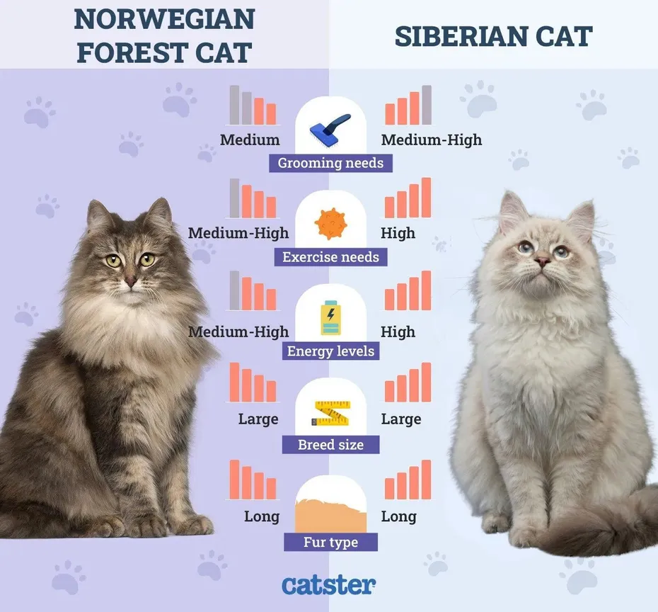Norwegian Forest cat vs Siberian cat
