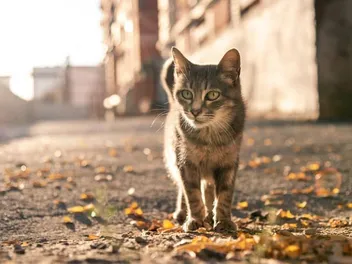 What to Feed a Stray Cat That Shows Up at Your Door? Our Vet Answers