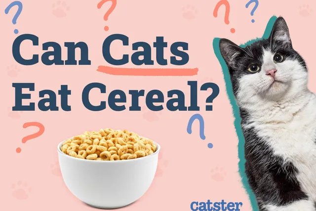 Can Cats Eat Cereal? Vet-Verified Nutrition Facts & FAQ