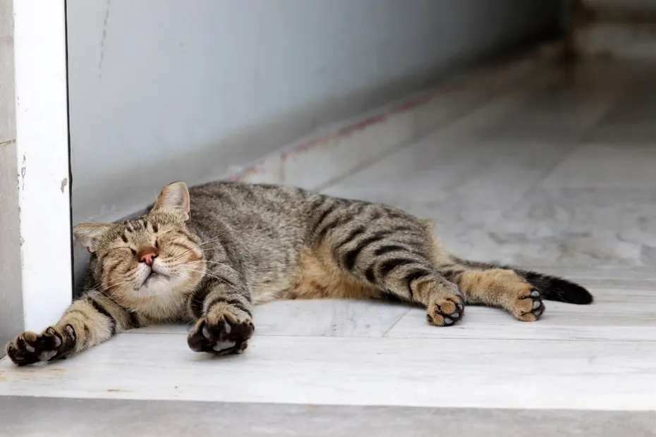 tabby cat streching