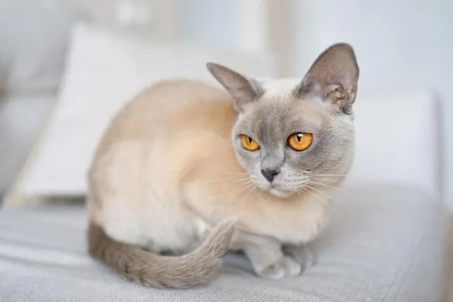 Lilac Burmese Cat: Info, Pictures, Facts & History