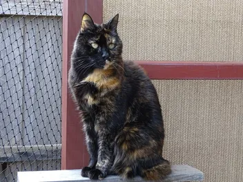 Are Tortoiseshell Cats Hypoallergenic? Vet-Approved Facts & FAQ