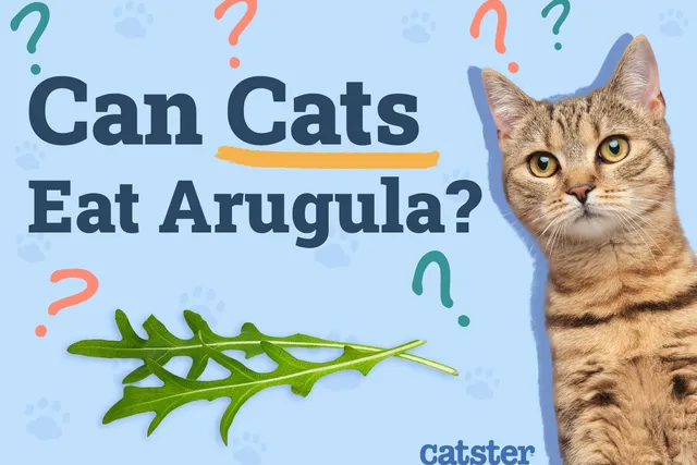 Can Cats Eat Arugula? Vet-Verified Nutrition Facts & FAQ