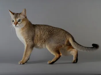 Singapura Cat Size Compared to Other Cats (With Pictures)