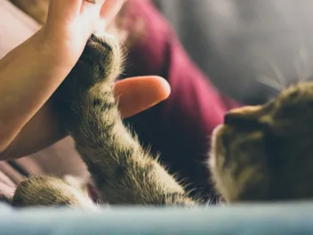 Will My Male Cat Be More Affectionate After Neutering? Vet-Reviewed Facts & FAQ