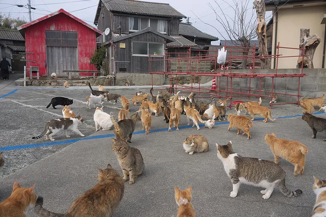 Aoshima, Japan's Cat Island: A Visitor's Guide