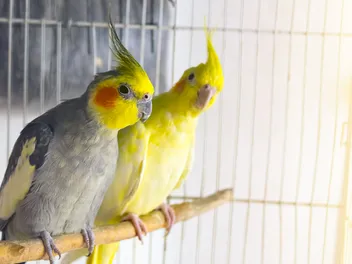 Can Cats and Birds Live Together? Vet Approved Facts & FAQ