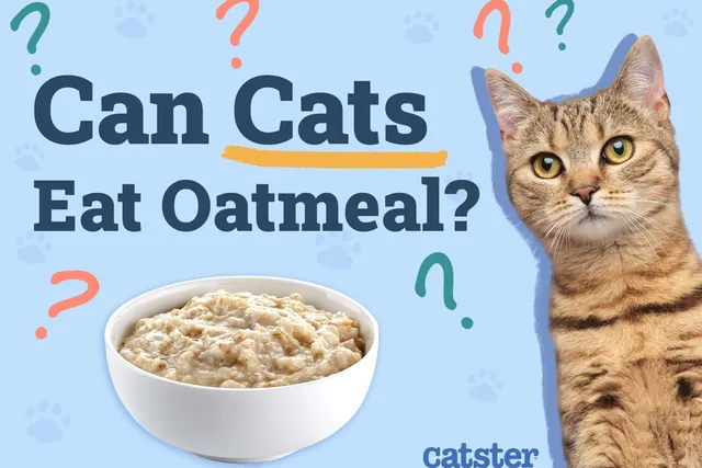 Can Cats Eat Oatmeal? Vet-Reviewed Facts & Considerations
