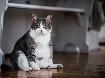 10 Facts About Fat Cats & Feline Obesity (Vet-Approved)