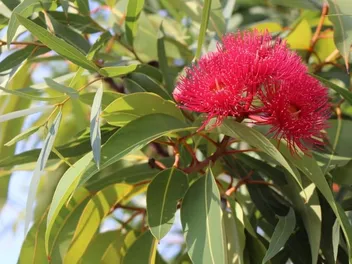 Is Eucalyptus Poisonous to Cats? Vet-Verified Facts, Risks & Safety Tips