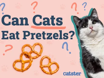 Can Cats Eat Pretzels? Vet-Verified Nutrition Facts & Risks