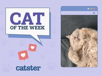 Catster Photo Contest: Cats of the Week Winners (November 14, 2024)