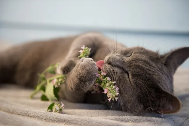 How Long Does Catnip Take to Kick In? Effects & Tips (Vet-Verified Info)