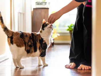 How Long Does It Take to Train a Cat? 5 Vet-Approved Tips to Speed Up the Process