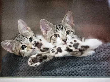 The ASPCA’s Los Angeles Feline Foster Program