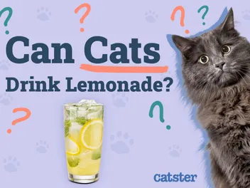 Can Cats Drink Lemonade? Vet Reviewed Health Risks & FAQ