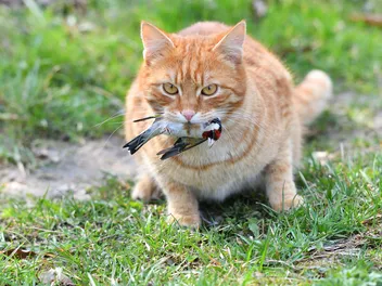 What Is the Impact of Cats on Local Wildlife? Statistics & Protection Tips