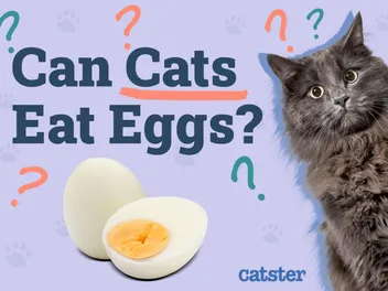 Can Cats Eat Eggs? Vet-Verified Nutrition Facts