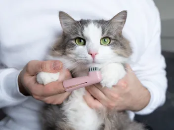 How to Brush Your Cat's Teeth: 7 Vet-Approved Steps With Video