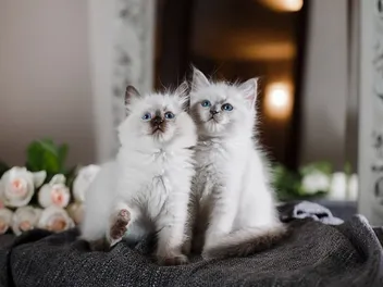 Do Ragdoll Cats Need a Companion? Vet-Verified Facts & Info
