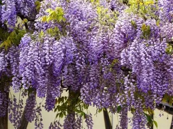 Outdoor Plants That Are Toxic to Cats: 10 to Avoid (Vet-Reviewed)